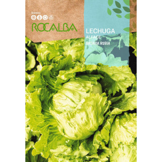 LECHUGA BATAVIA