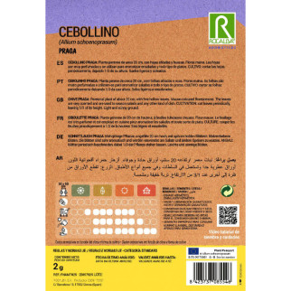 CEBOLLINO 2