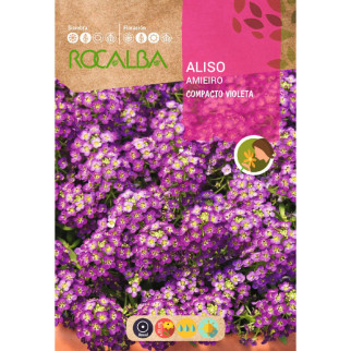 ALYSSUM MORADO