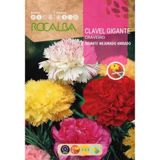 CLAVEL GIGANTE
