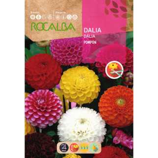 DALIA POMPON