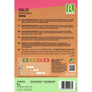 DALIA POMPON 2