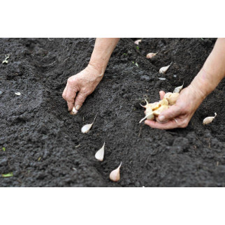 Ajo Rojo De Siembra 1KG 2