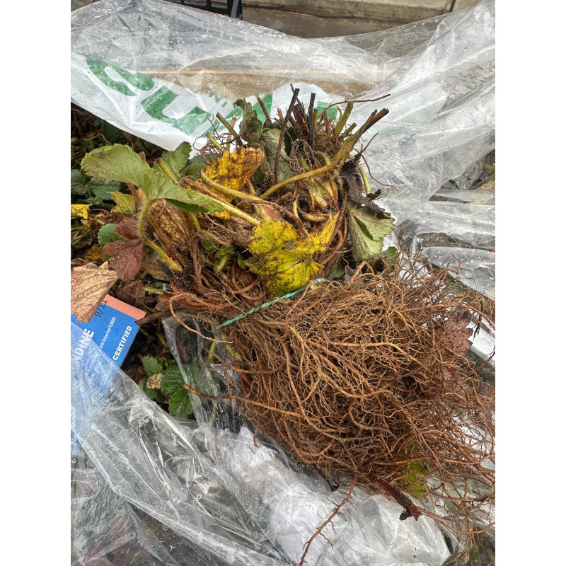 PLANTA DE FRESA FRIGO PLARED POR CAJAS