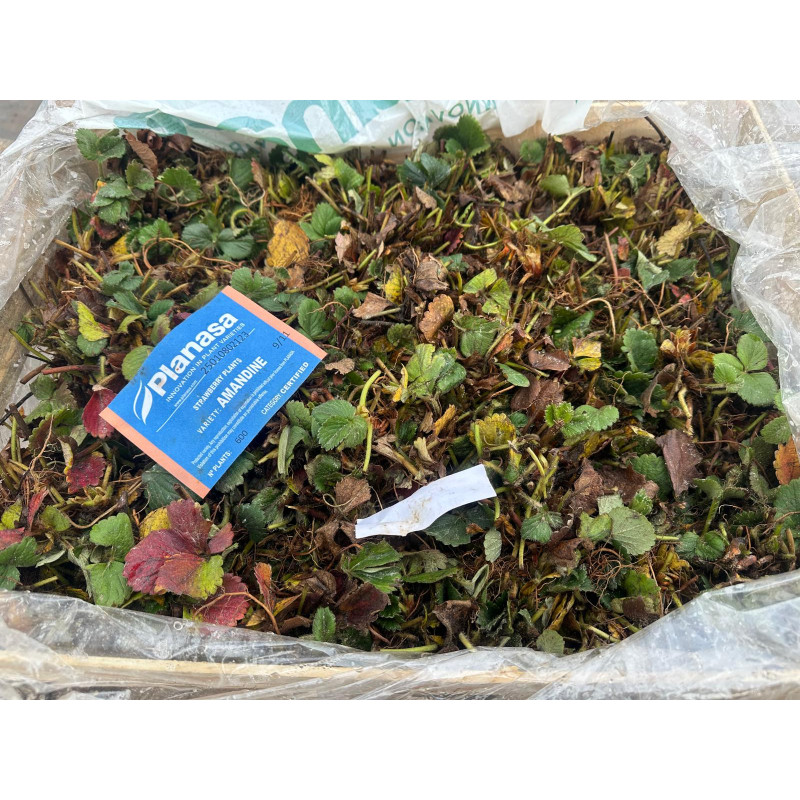 PLANTA DE FRESA AMANDINE POR CAJAS
