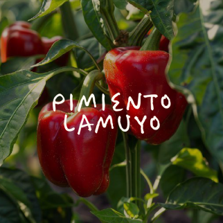 Pimiento Lamuyo