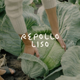 Repollo Liso