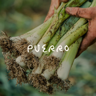 Puerro