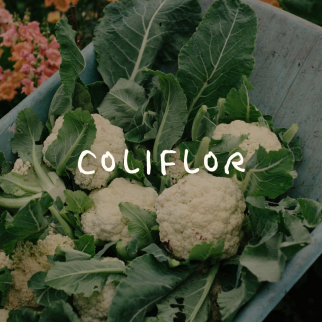 Coliflor
