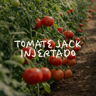 Tomate Jack Injertado