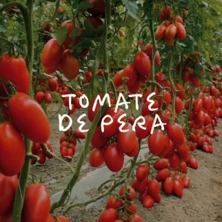 Tomate de Pera