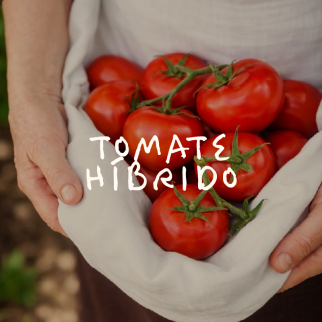 Tomate Hibrido