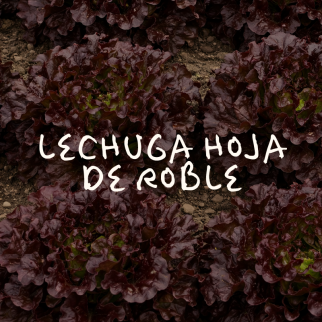 Lechuga Hoja de Roble