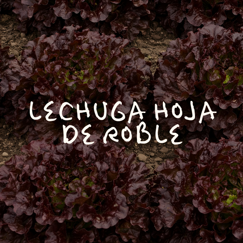 Lechuga Hoja de Roble