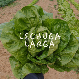 Lechuga Larga
