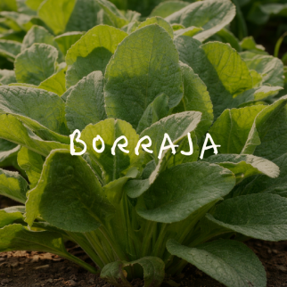 Borraja