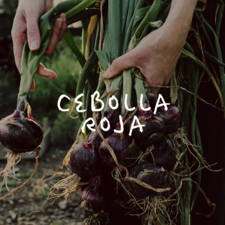 Cebolla Roja
