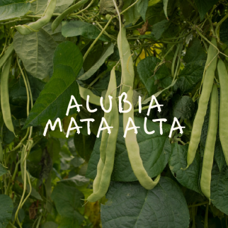 Alubia Mata Alta