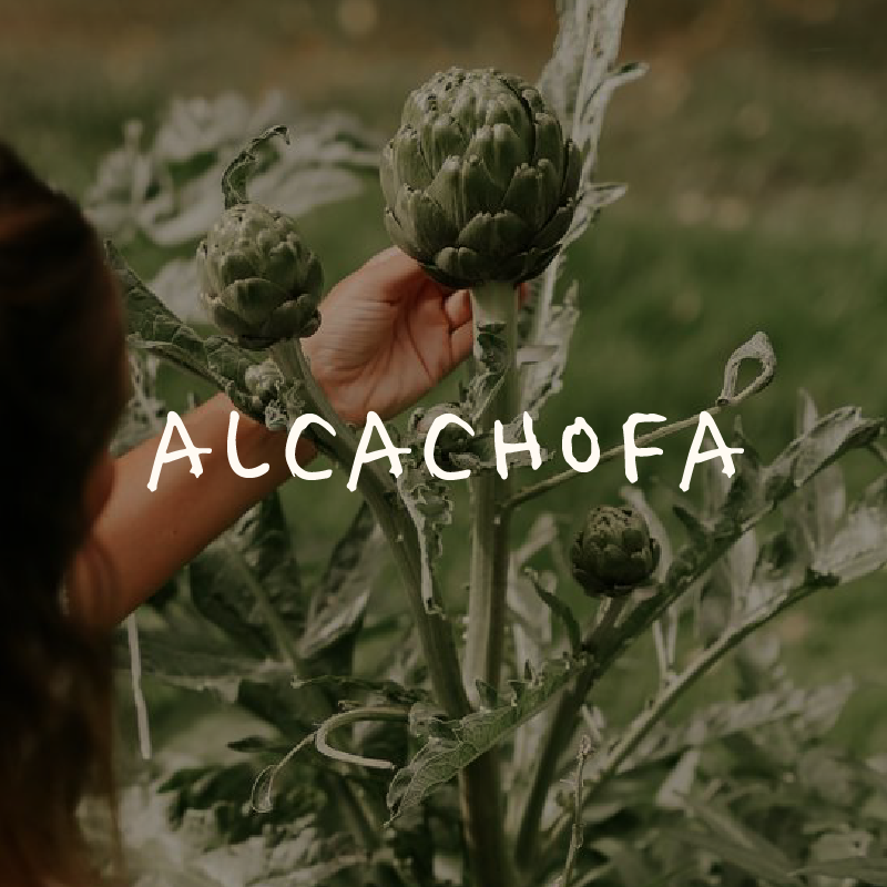 Alcachofa