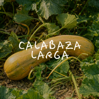 Calabaza Larga