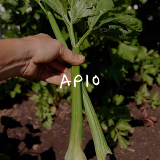 Apio