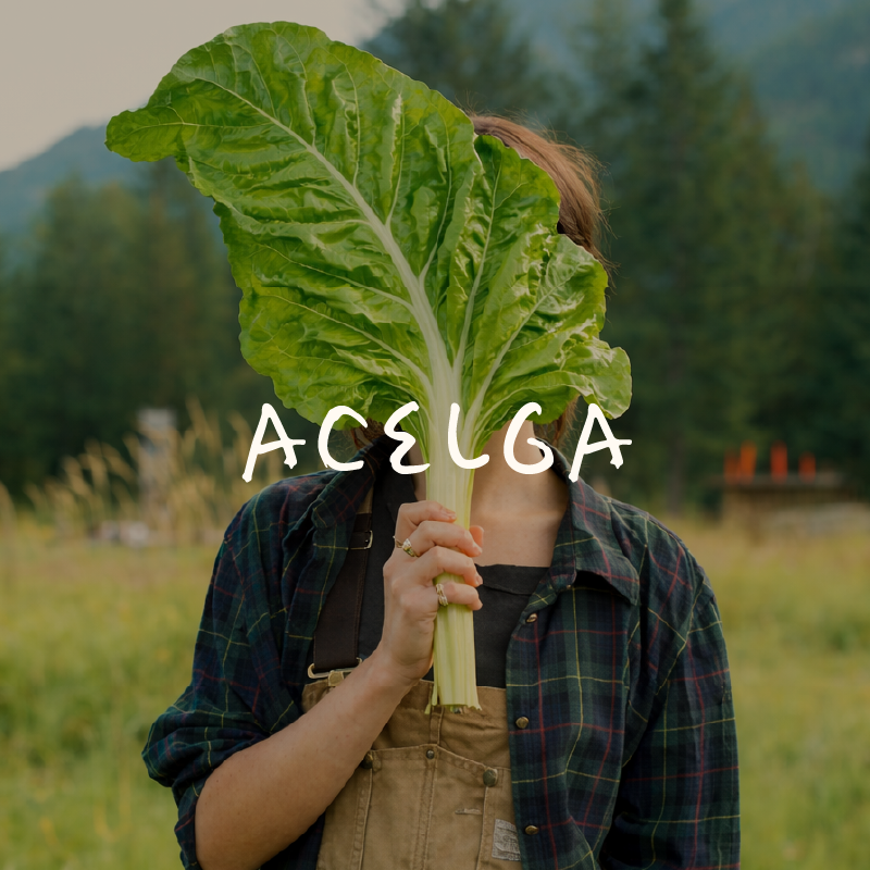 Acelga