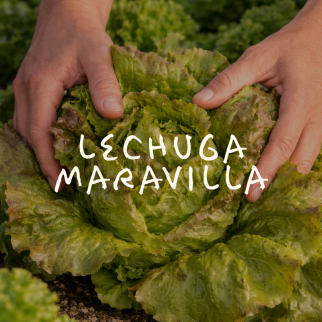 Lechuga Maravilla