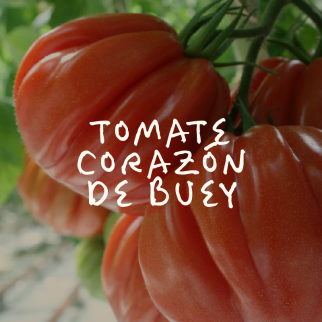 Tomate Corazón de Buey