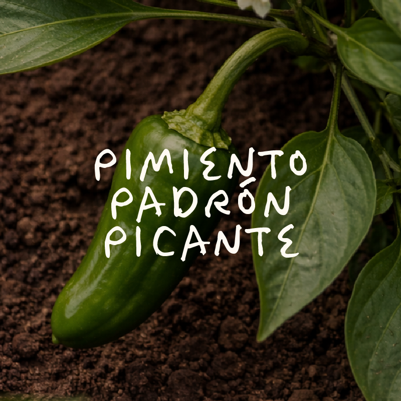 Pimiento Padrón Picante