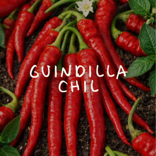 Guindilla Chil