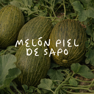 Melón Piel De Sapo