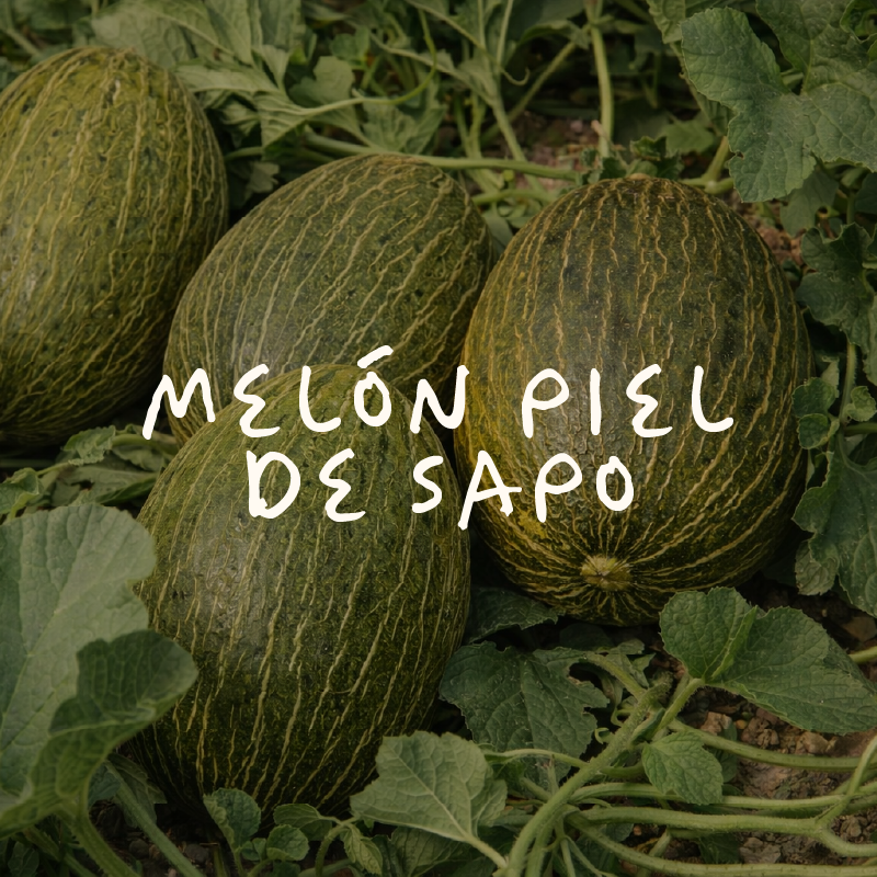 Melón Piel De Sapo