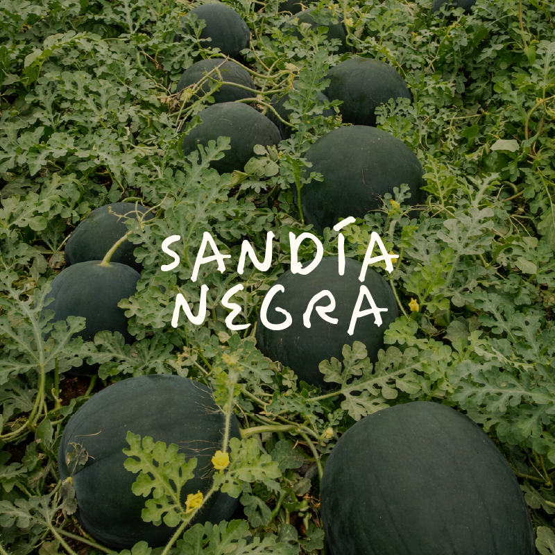 Sandía Negra