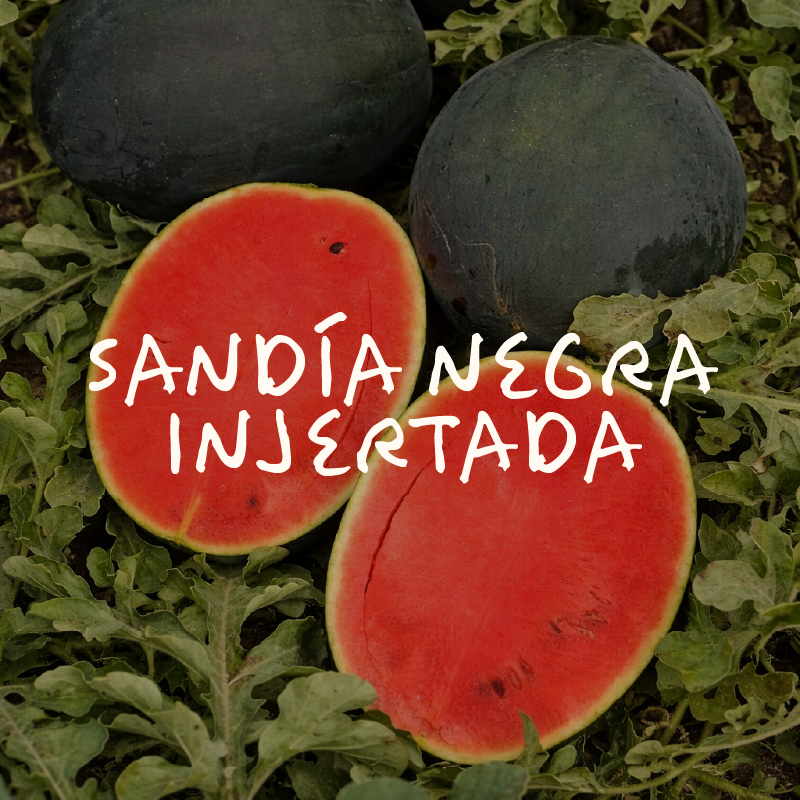 Sandía Negra Injertada