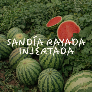 Sandía Rayada Injertada