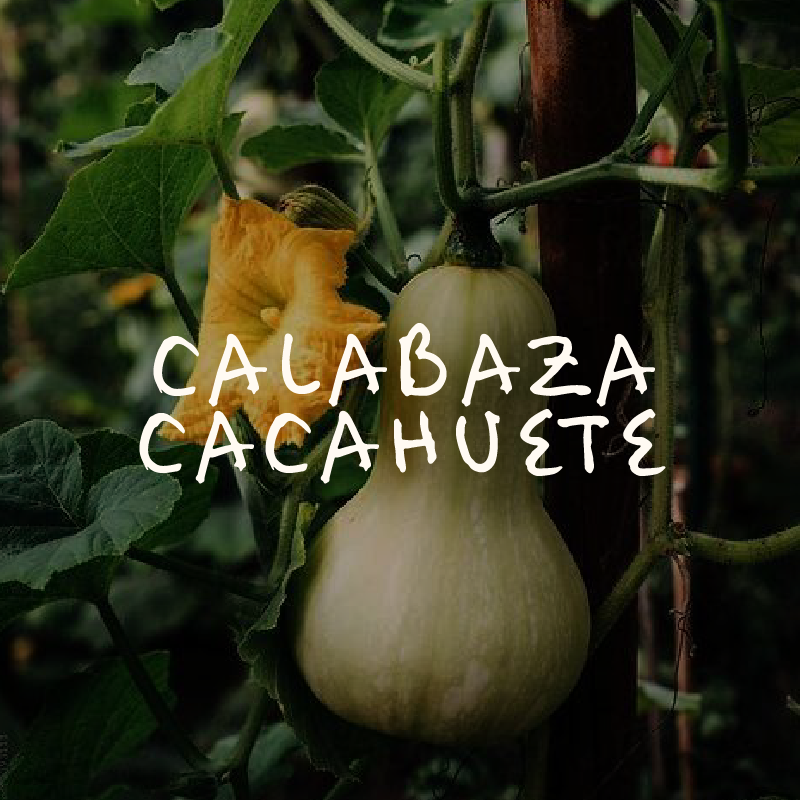 Calabaza de Cacahuete