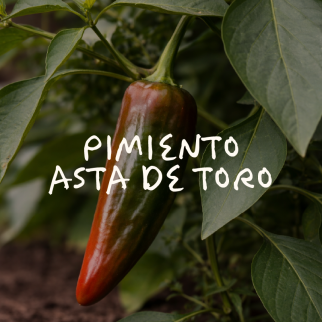 Pimiento Asta de Toro 2