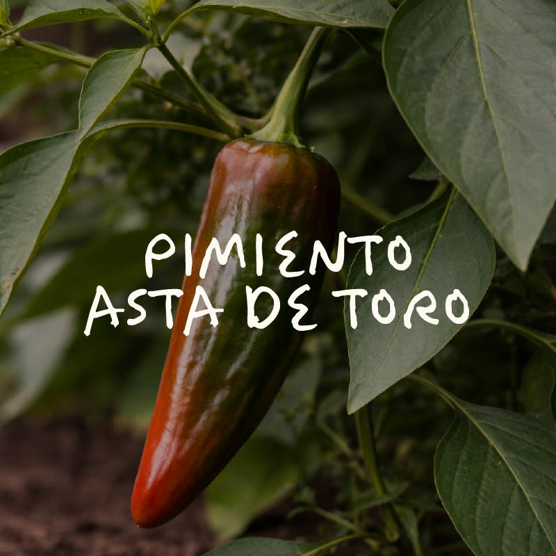 Pimiento Asta de Toro