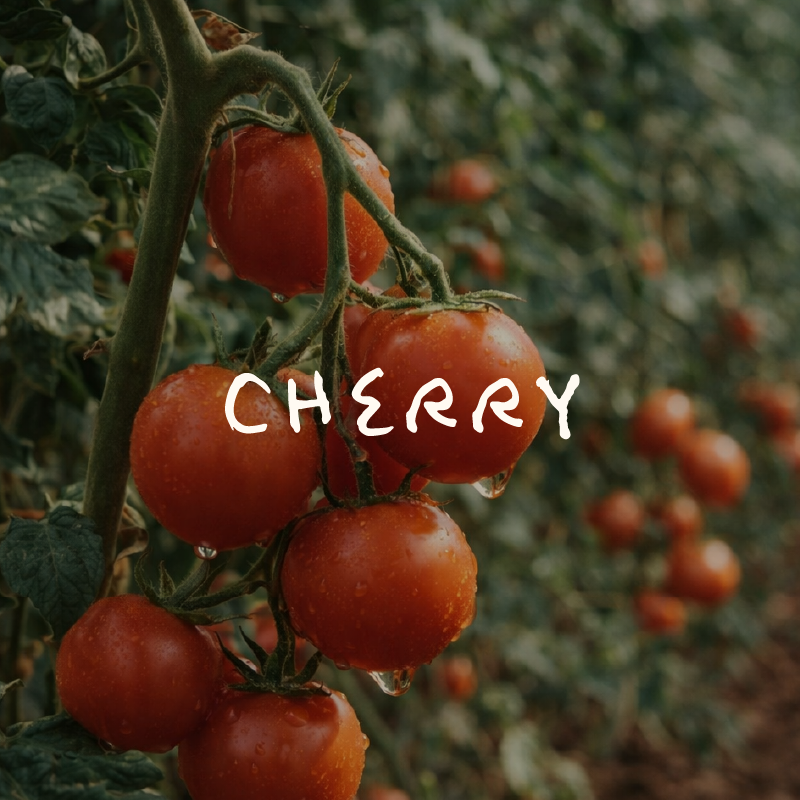 Tomate Cherry