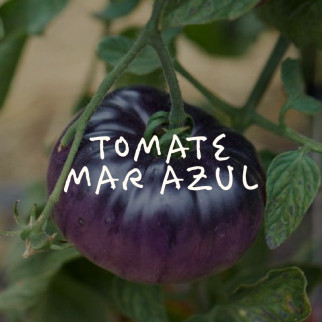 Tomate Mar Azul