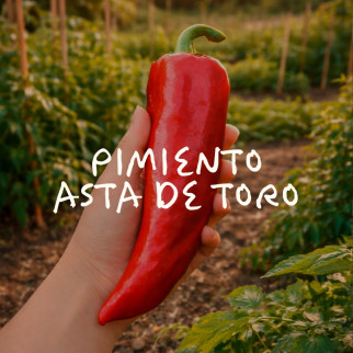 Pimiento Asta de Toro