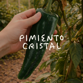 Pimiento Cristal