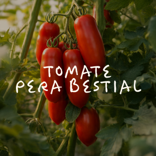 Tomate Pera Bestial