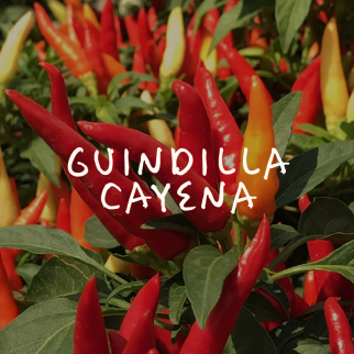 Guindilla Cayena