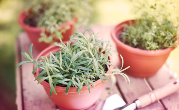 Cómo organizar un jardín de plantas aromáticas