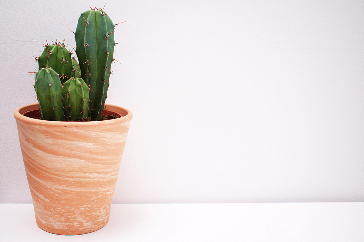 ¿Cada cuánto se le echa agua a los cactus?